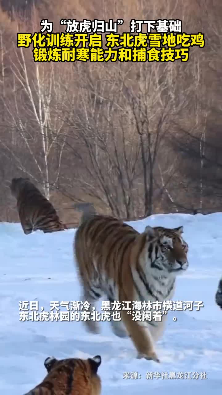 野化训练开启东北虎雪地吃鸡锻炼耐寒能力和捕食技巧
