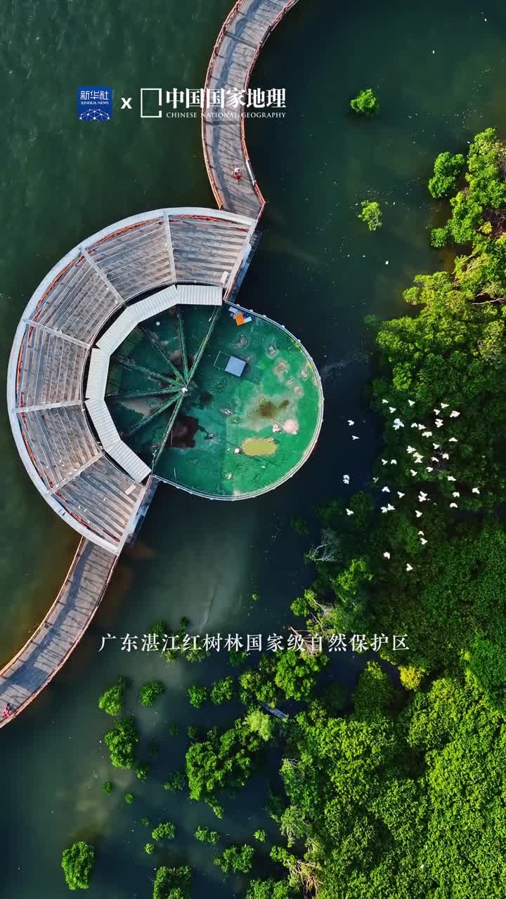 6月5日是世界环境日一起去领略红树林的自然之美碧波荡漾白鹭翔集这里是红树林之城广东省湛江市潮涨潮落林间生机盎然宛如奇妙的秘密花园