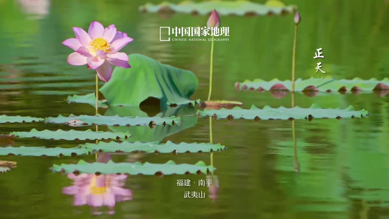 寻找古人笔下的清漪倒影正天影倒碧波面容光水中之景柔和如用绸缎作画灵动如见梦中幻影别有一番天地水动清波起顾影自清欢送你一份水中清凉收获浅夏时节独有的松弛感吧