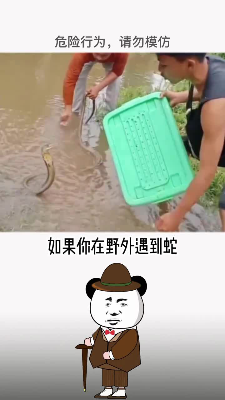 路上遇到蛇一定不能慌二十秒教会你辨别毒蛇
