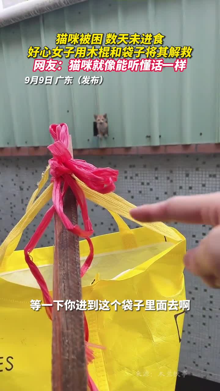 猫咪被困数天未进食好心女子用木棍和袋子将其解救网友猫咪就像能听懂话一样