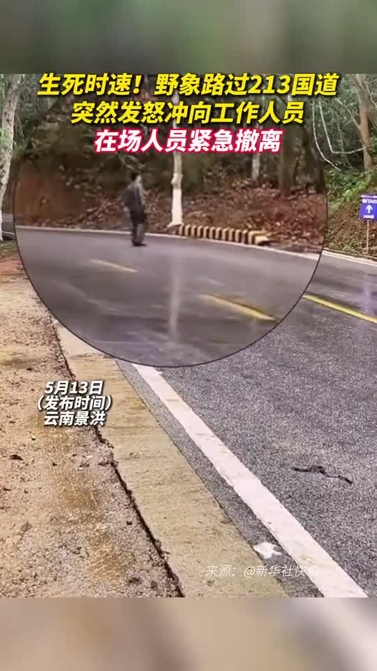 生死时速野象路过213国道突然发怒冲向工作人员在场人员紧急撤离