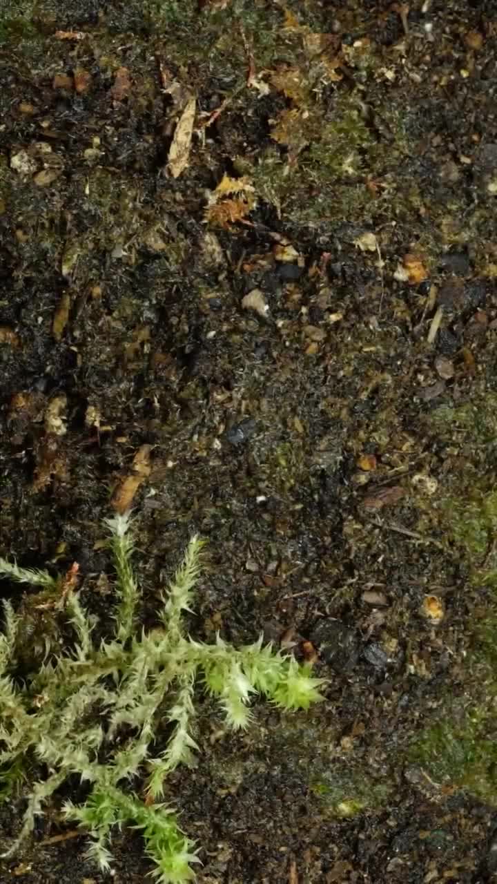 苔藓生长过程你见过吗