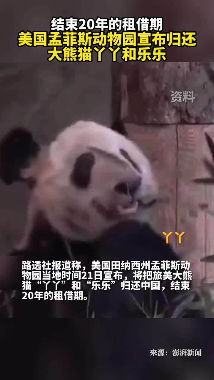 美国孟菲斯动物园宣布归还大熊猫丫丫和乐乐