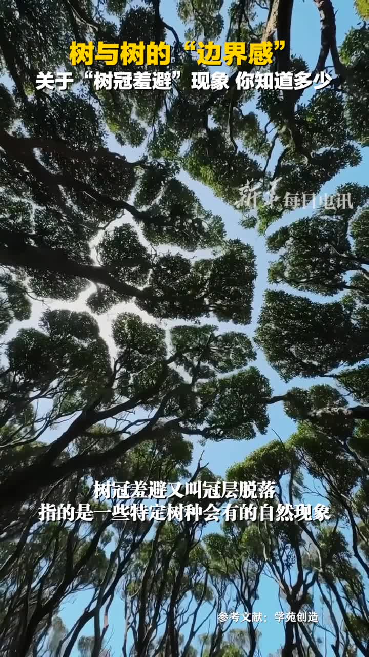 神奇的树冠羞避现象原来某些树比人更有边界感网友没有边界感的人可以学学树