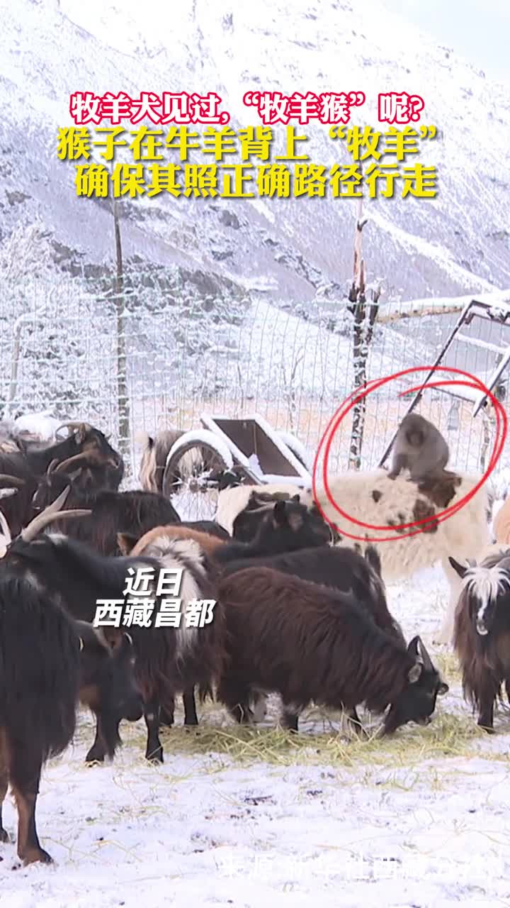 牧羊犬见过牧羊猴呢猴子在牛羊背上牧羊确保其照正确路径行走