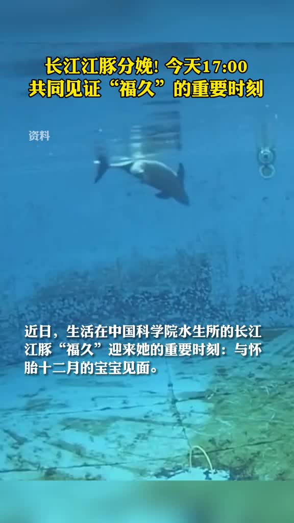 长江江豚分娩今天1700共同见证福久的重要时刻