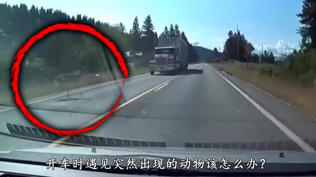 开车时遇见动物该怎么办躲避还是撞击这都是血淋淋的教训