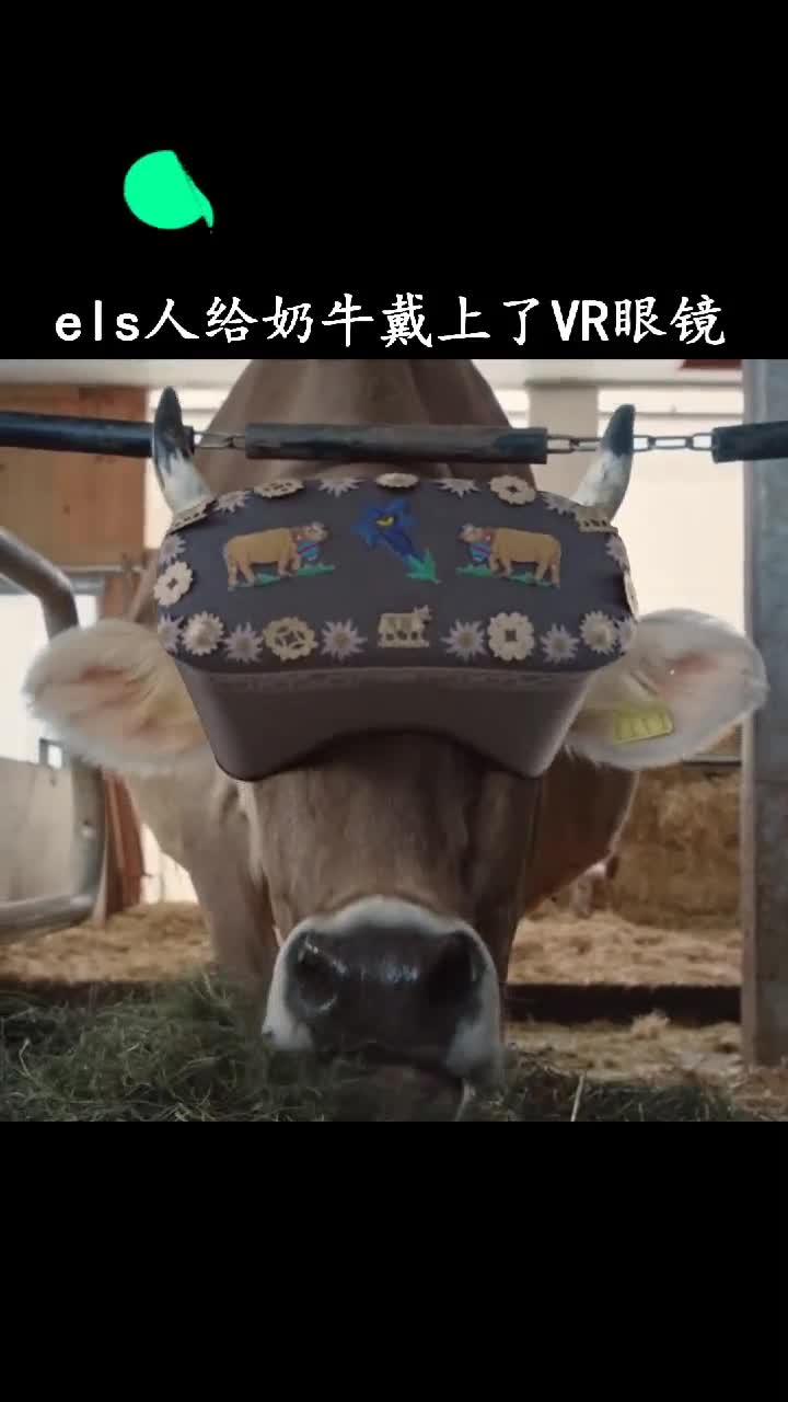 牛今天这草怎么有点糊嘴