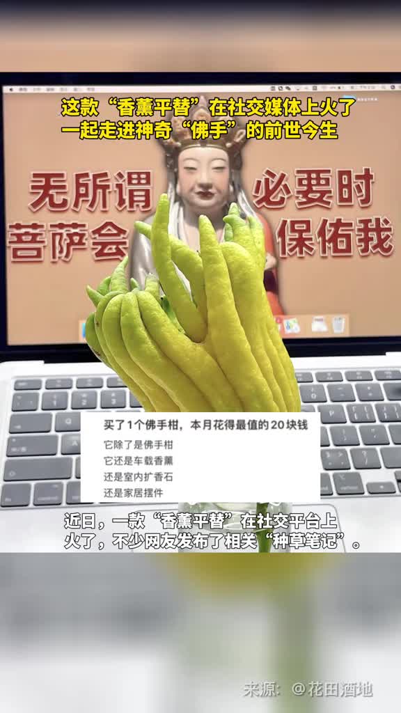 这款香薰平替在社交媒体上火了一起走进神奇佛手的前世今生