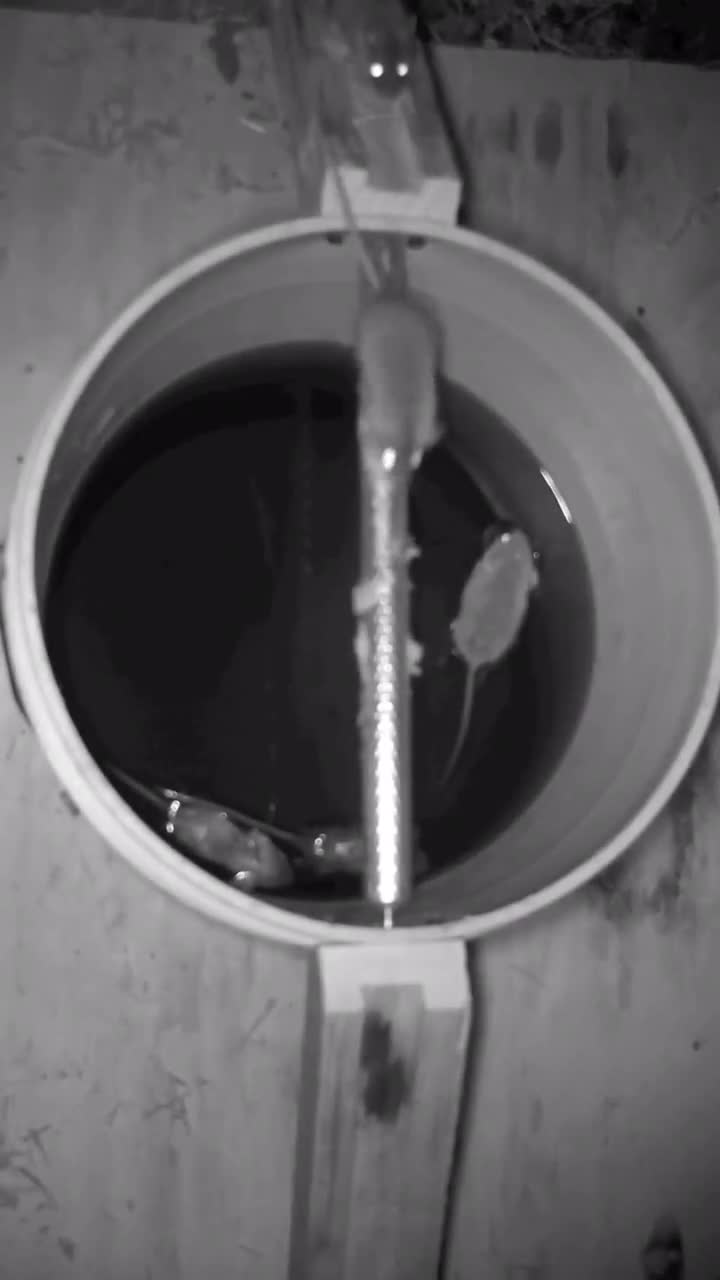 史上最强大的捕鼠器打一个响指都掉下去了来多少都团灭抖音小助手