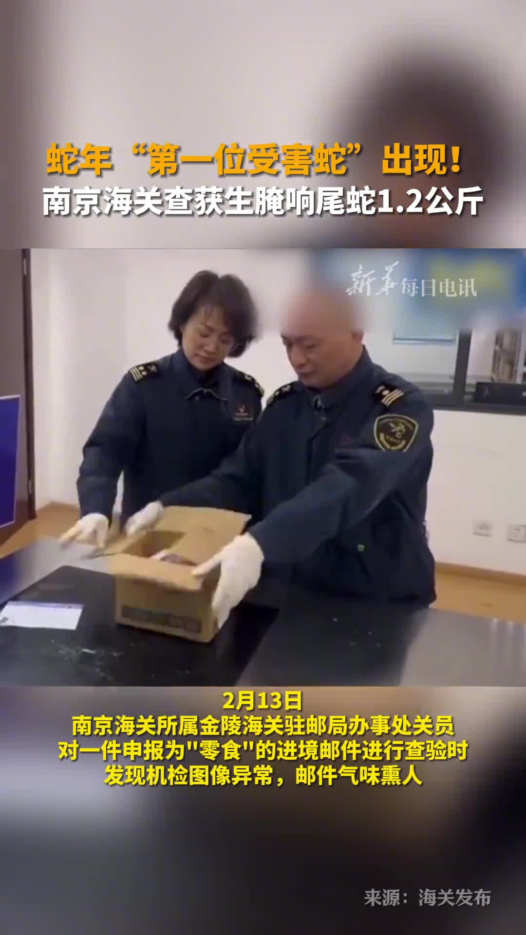蛇年第一位受害蛇出现南京海关查获生腌响尾蛇12公斤