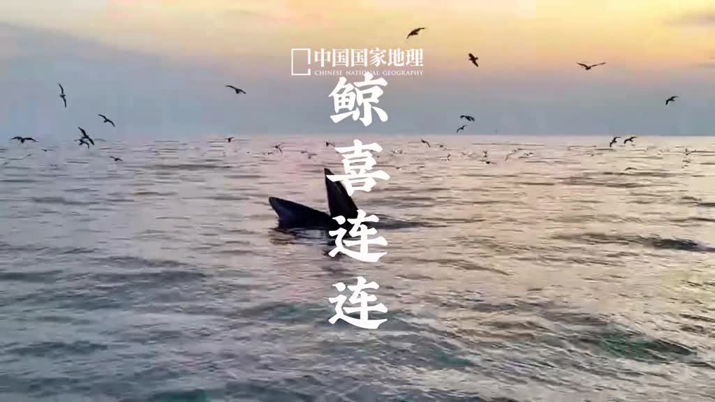 2023祝大家好运相伴鲸喜连连