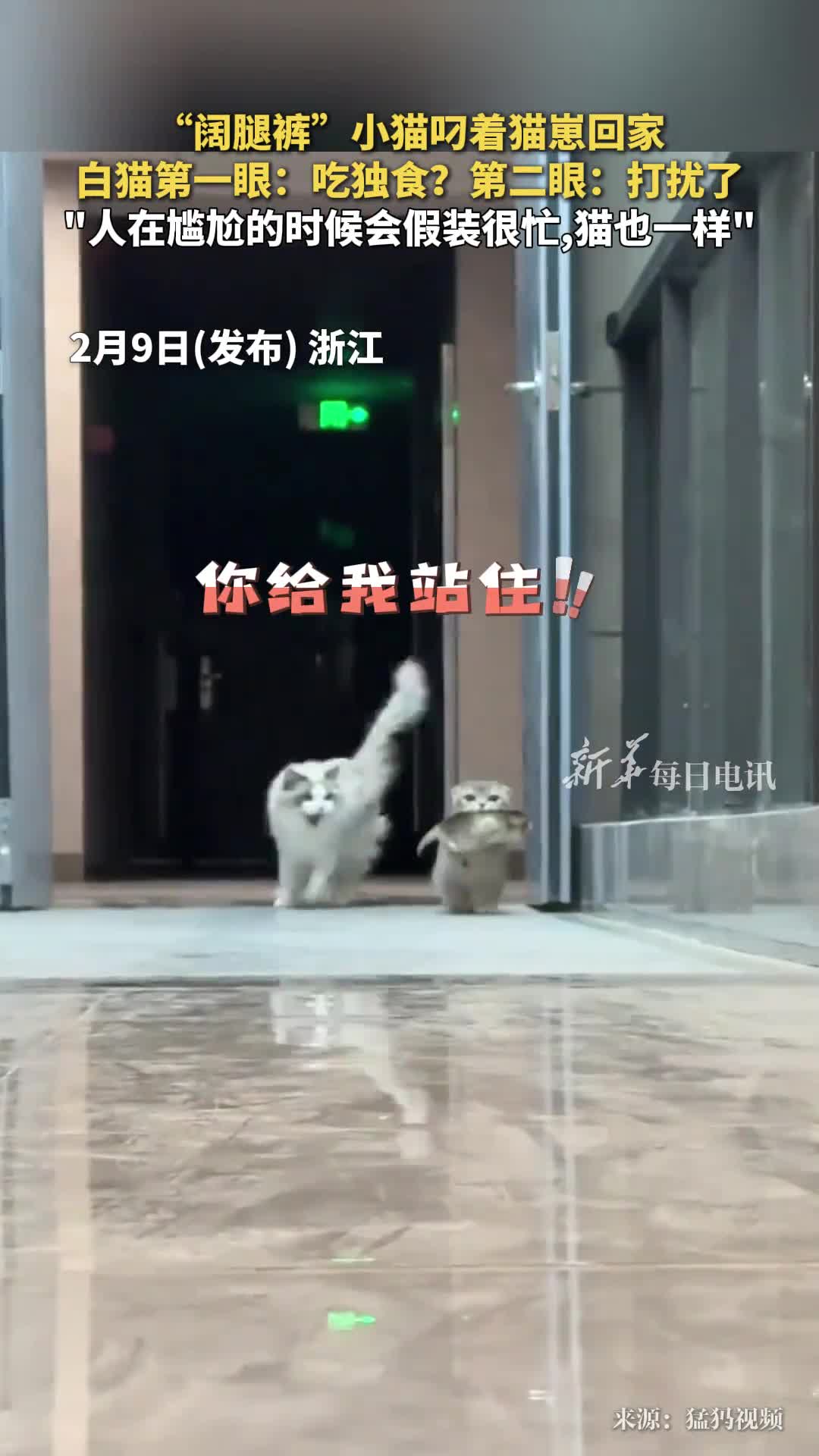 阔腿裤小猫叼着猫崽回家白猫第一眼吃独食第二眼打扰了人在尴尬的时候会假装很忙猫也一样