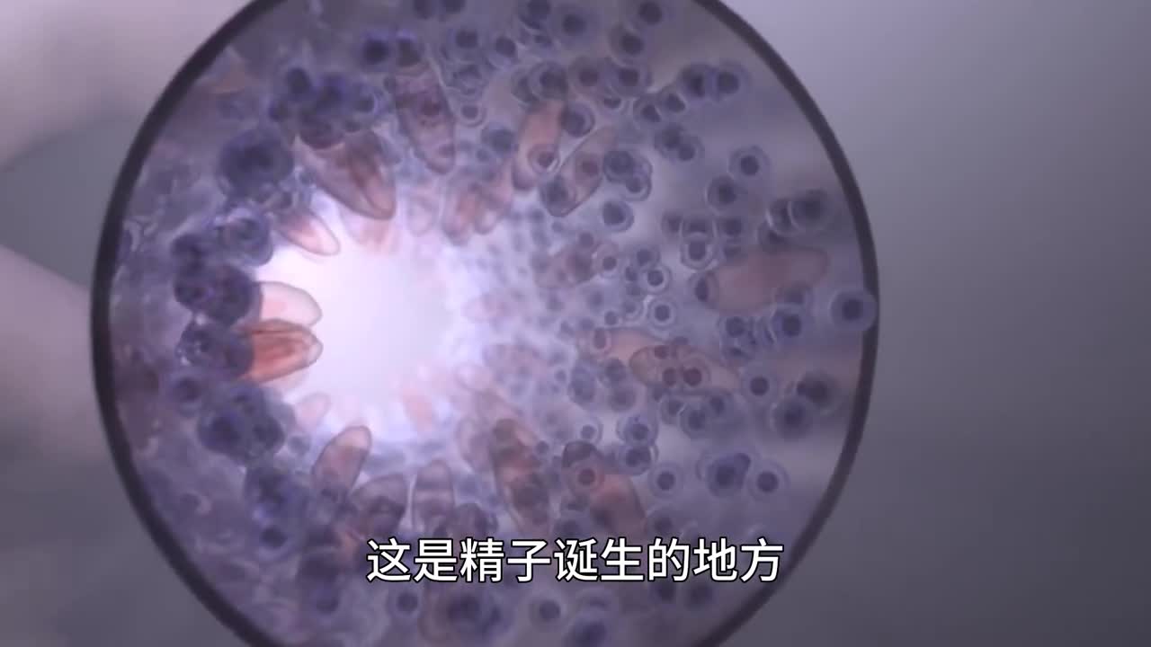 没想到精子是这样形成的带你看人生中第一场比赛如何获胜的