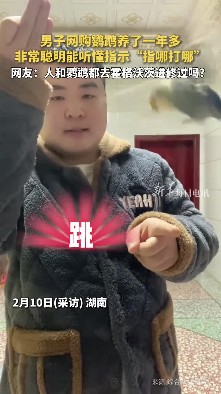 男子网购鹦鹉养了一年多非常聪明能听懂指示指哪打哪网友人和鹦鹉都去霍格沃茨进修过吗