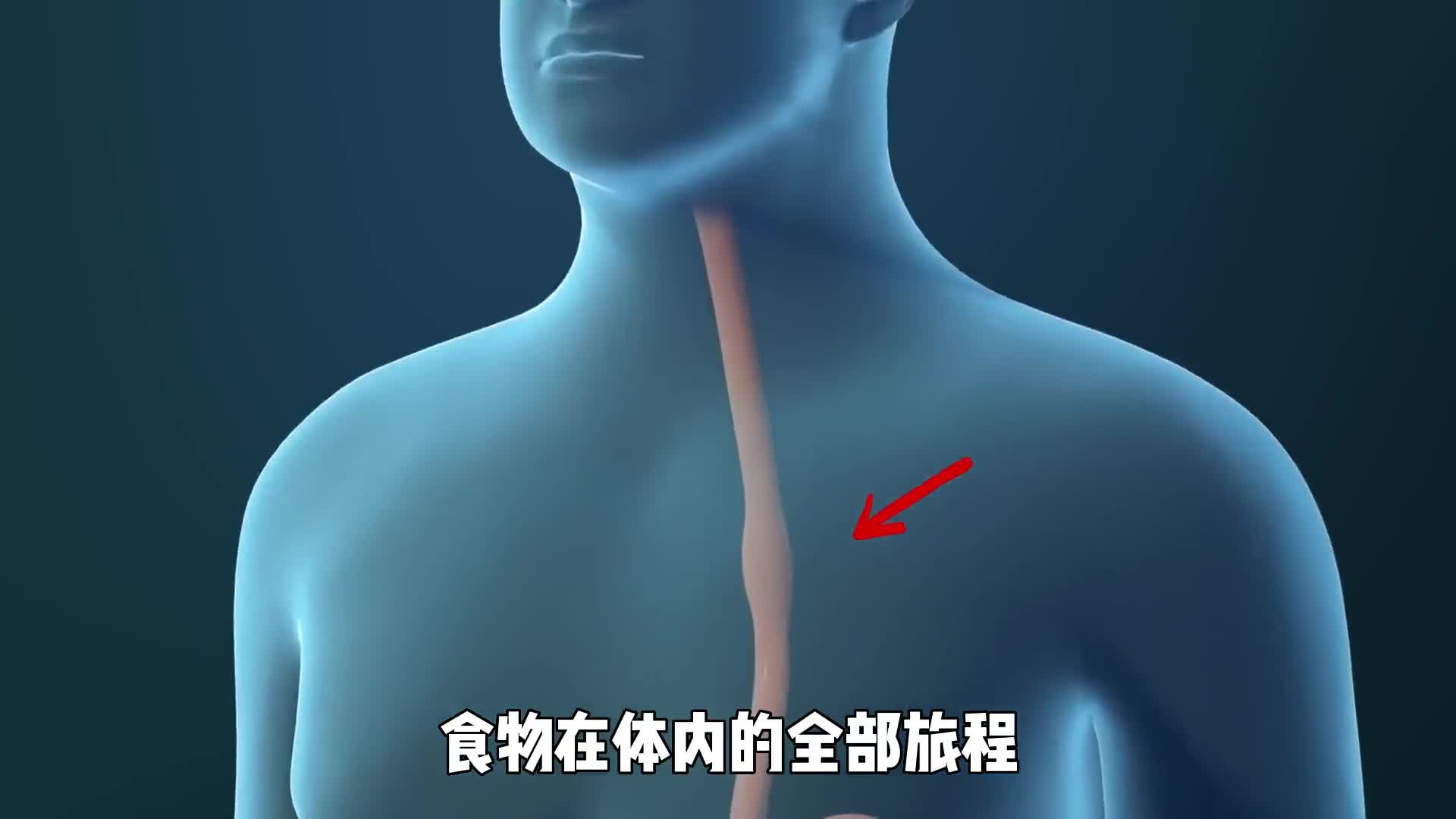 食物在体内的全部旅程带你看身体是如何将食物变成便便的