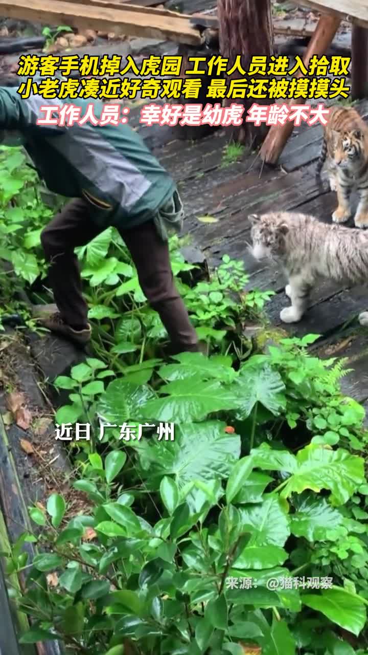 游客手机掉入虎园工作人员进入拾取小老虎凑近好奇观看最后还被摸摸头