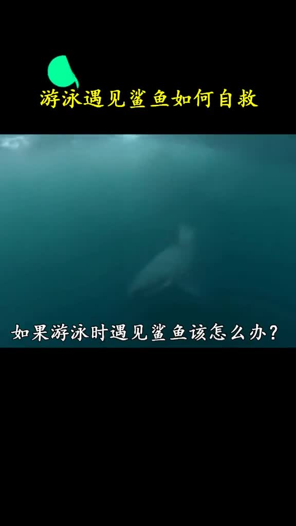 如果遇见鲨鱼该如何自救虽然用不上但也是一个不可少的知识点