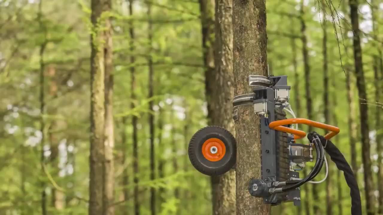 这个机器厉害了专门对付多余的树枝就像猴子一样上蹿下跳的