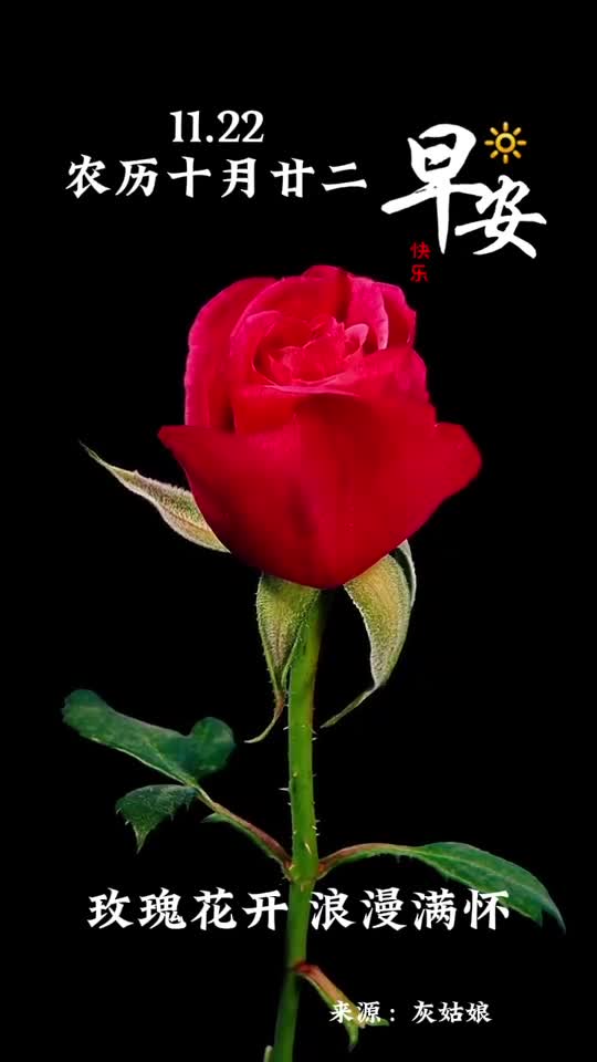 玫瑰花开浪漫满怀新的一天愿你平安健康幸福美满