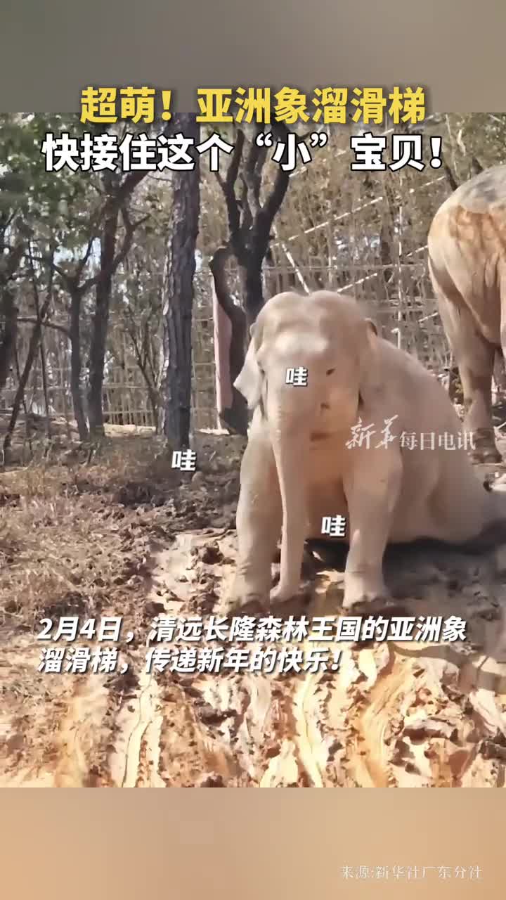 超萌亚洲象溜滑梯快接住这个小宝贝
