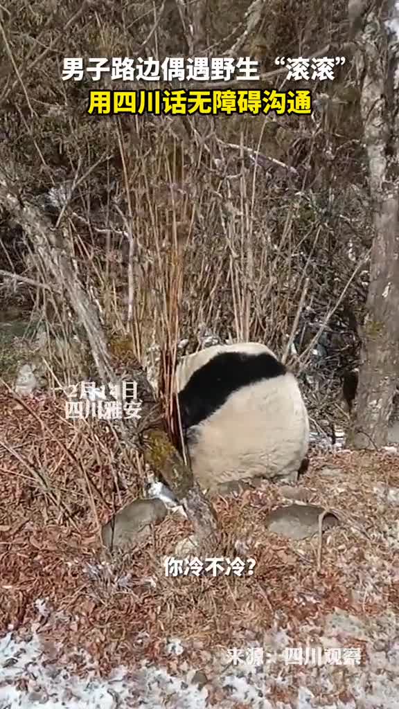男子路边偶遇野生滚滚用四川话无障碍沟通