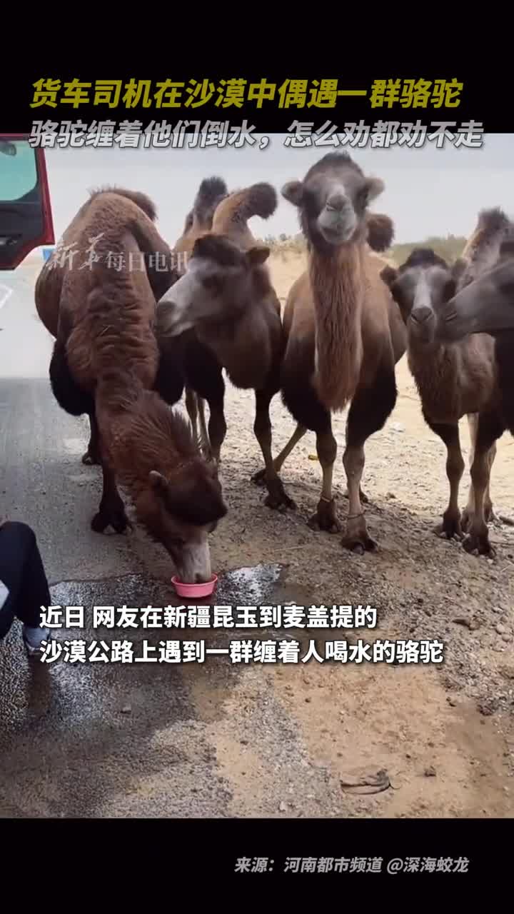 货车司机在沙漠中偶遇一群骆驼骆驼缠着他们倒水怎么劝都劝不走