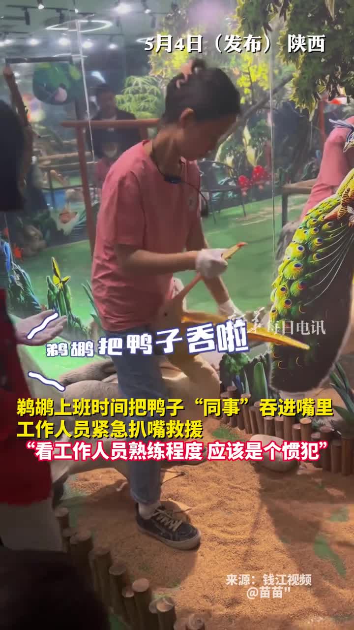 鹈鹕上班时间把鸭子同事吞进嘴里工作人员紧急扒嘴救援看工作人员熟练程度应该是个惯犯