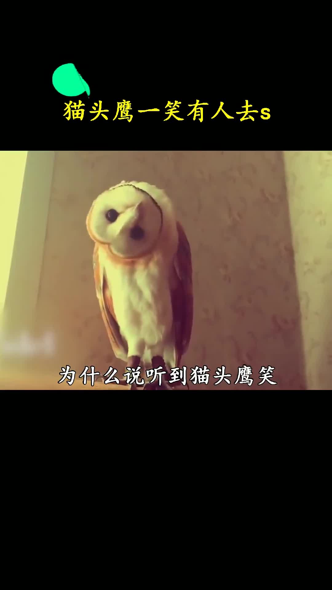 这就是猫头鹰的叫声你听过吗