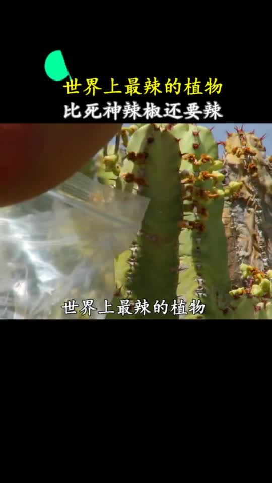 比死神辣椒还辣的东西看着都辣眼睛