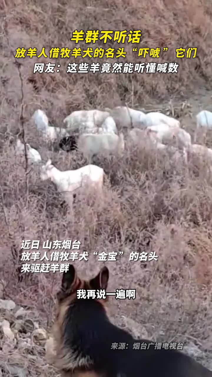 羊群不听话放羊人借牧羊犬的名头吓唬它们网友这些羊竟然能听懂喊数