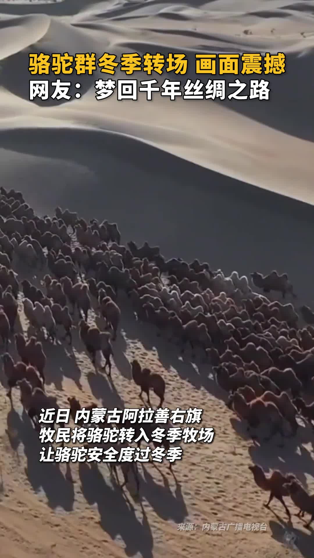 骆驼群冬季转场画面震撼网友梦回千年丝绸之路
