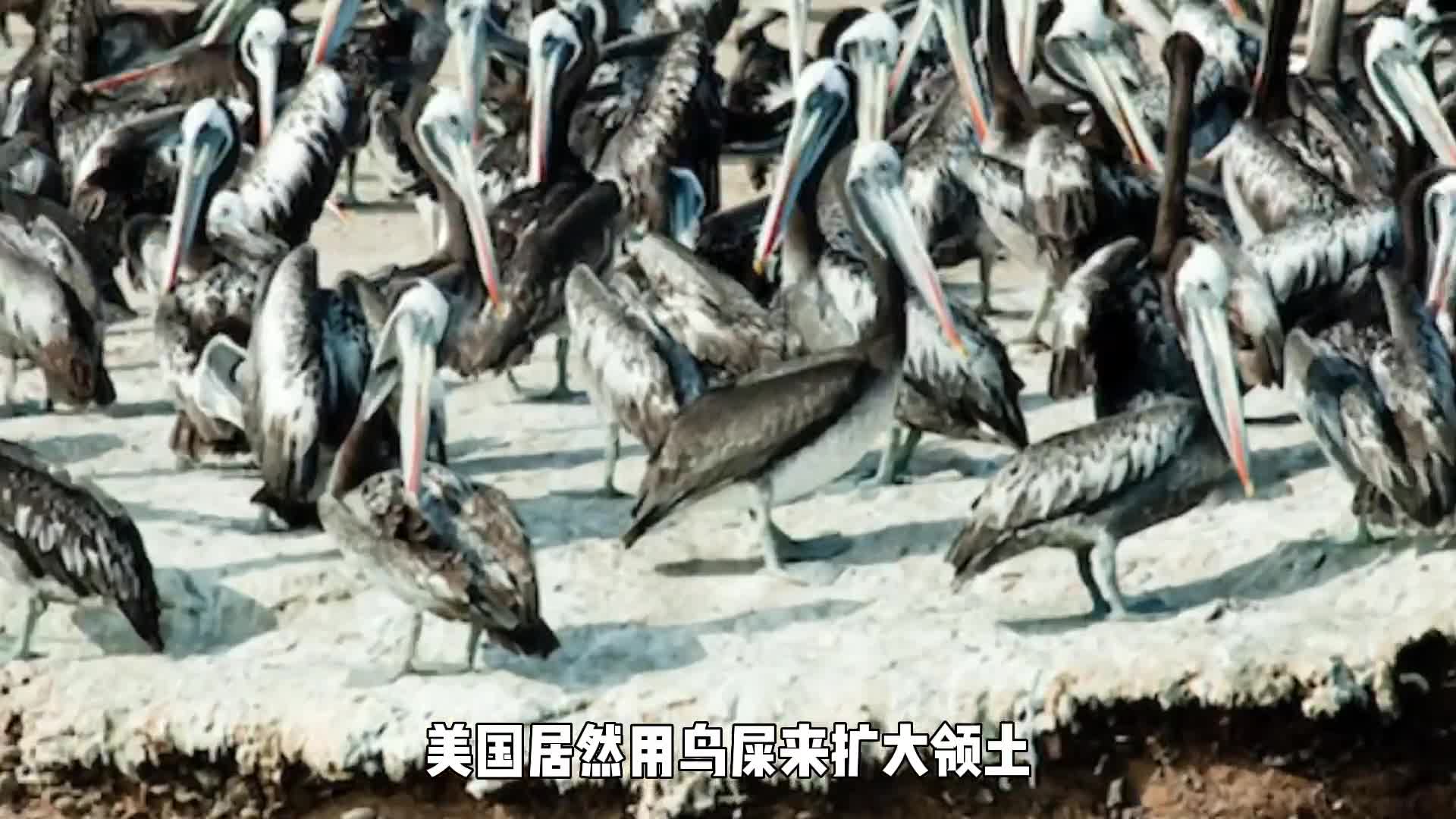 美国居然用鸟屎来扩大领土原来称霸太平洋的秘诀在鸟屎里