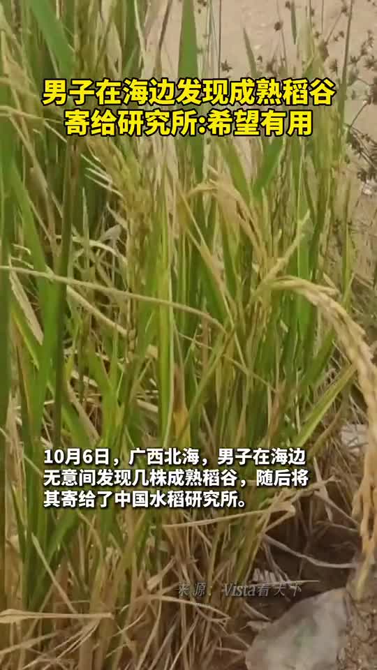 男子在海边发现成熟稻谷寄给研究所希望有用
