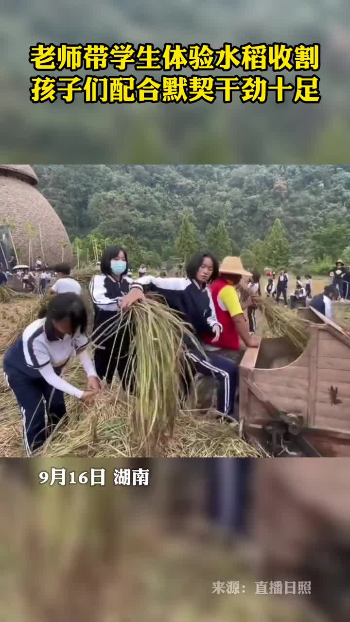老师带学生体验水稻收割孩子们配合默契干劲十足