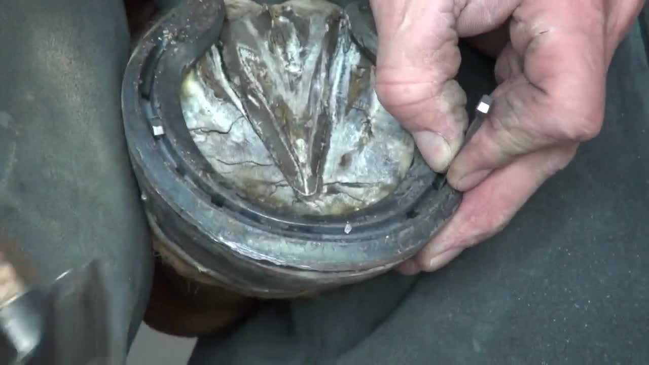 马蹄装铁掌硬钉应该不会疼吧