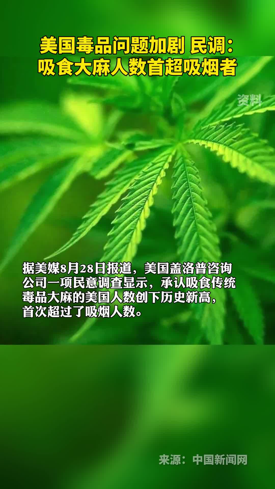 美国毒品问题加剧民调吸食大麻人数首超吸烟者