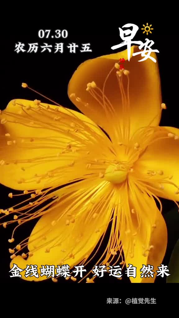 金线蝴蝶开好运自然来新的一天愿你福禄双全寿喜皆在早安