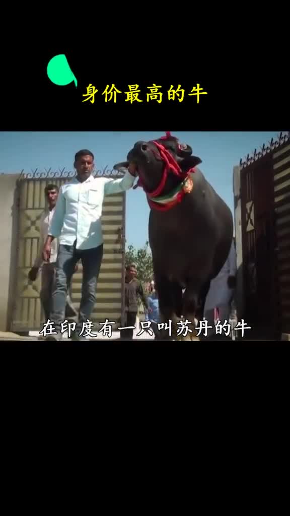 身价24亿的牛不耕地不干活它是做什么的