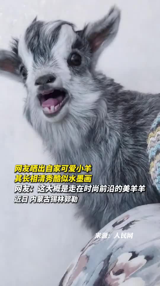 网友晒出自家可爱小羊其长相清秀酷似水墨画网友这大概是走在时尚前沿的美羊羊