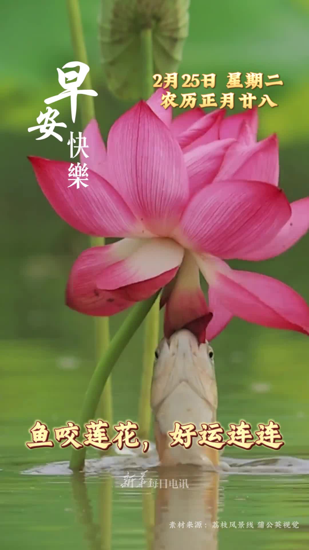鱼咬莲花好运连连今天是正月二十八恭祝您和家人年年有余诸事皆发早安