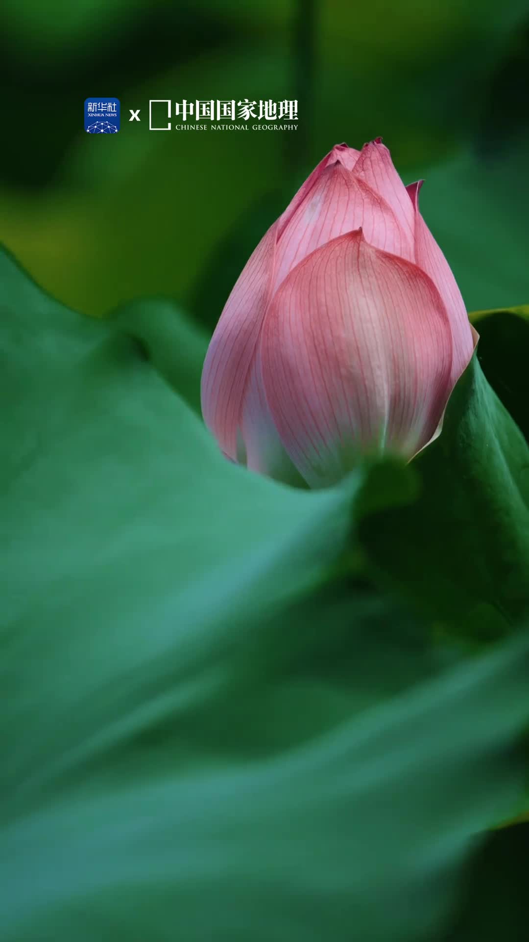 在福建南平的武夷山夏意盎然初荷娉婷菱叶萦波风定池莲自在香抬眼遇见的都是清欢希望你接下来好运莲莲