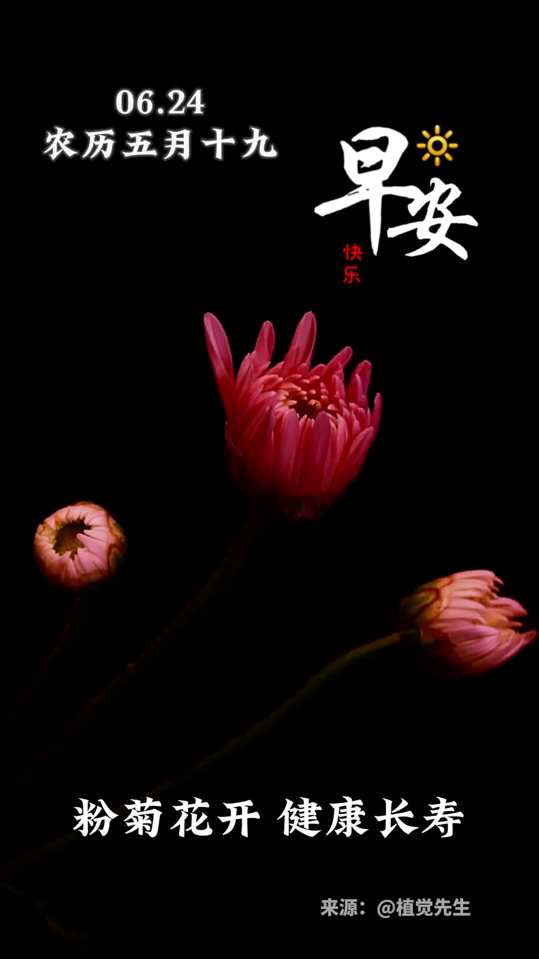 粉菊花开健康长寿新的一周愿你福运久久喜盈门十全十美乐陶陶早安