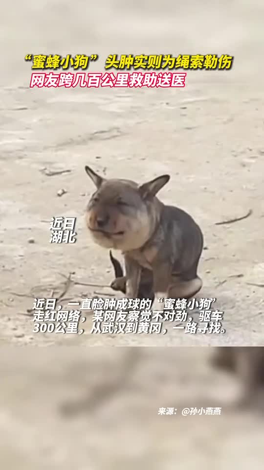 蜜蜂小狗头肿实则为绳索勒伤网友跨几百公里救助送医