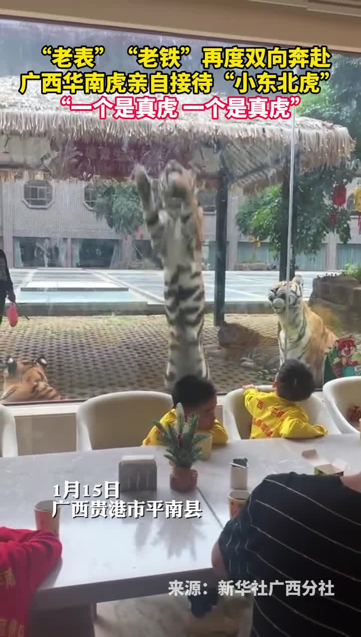 老表老铁再度双向奔赴广西华南虎亲自接待小东北虎一个是真虎一个是真虎
