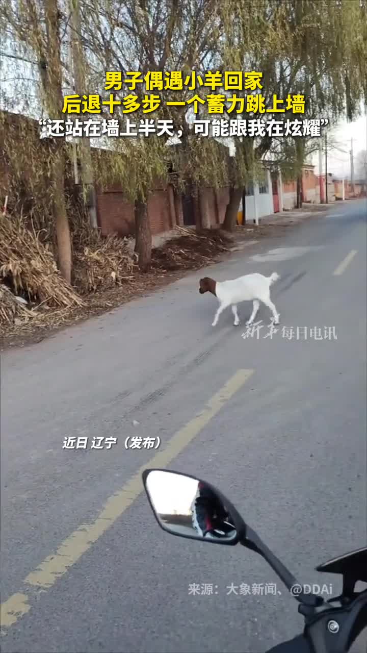 男子偶遇小羊回家后退十多步一个蓄力跳上墙还站在墙上半天可能跟我在炫耀