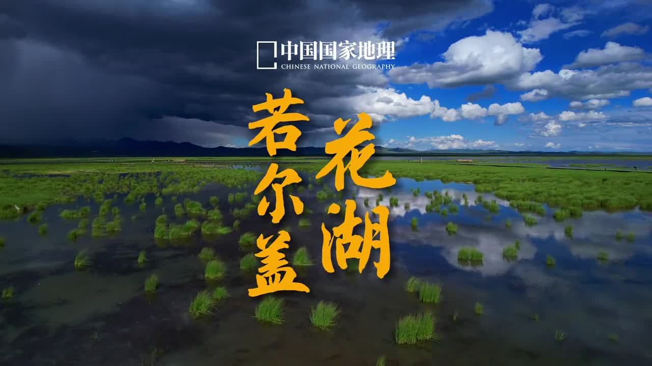 听到这个BGM再也按捺不住这颗躁动的心你们要的若尔盖花湖来了拍摄时间6月28日