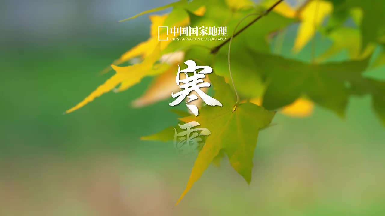 寒露灿烂晚秋隆重而至天光留痕木叶凝辉此时风露染天地似乎每一片叶子都在用一种盛大的方式和世界优雅告别枯荣聚散岁月流转如果我们终将远行那么请在此刻用心告别过往不负相伴一程