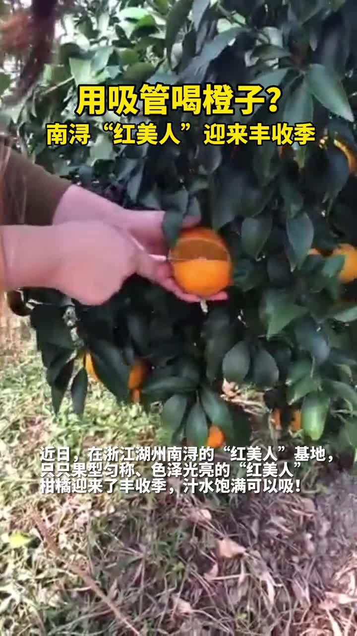 用吸管喝橙子你试过吗南浔红美人迎来丰收季